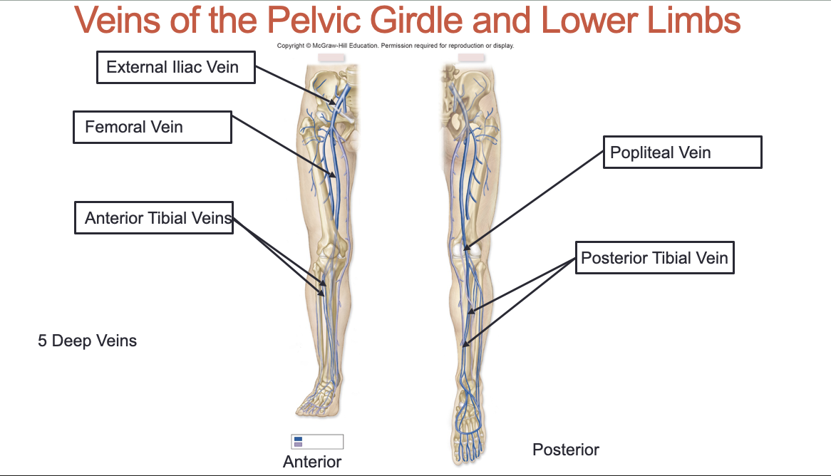 <ol><li><p>External Iliac Vein</p></li><li><p>Femoral Vein</p></li><li><p>Anterior Tibial Veins</p></li><li><p>Popliteal Veins</p></li><li><p>Posterior Tibial Vein</p></li></ol><p></p>