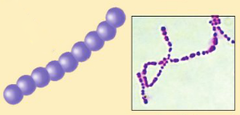 <p>bacteria that form a chain</p>