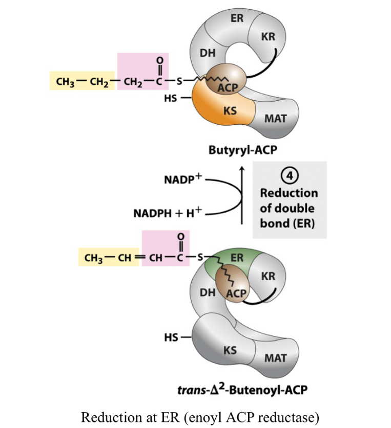 <p>ACP arm moves to ER (enoyl ACP reductase) to form acyl ACP (e donor NADPH) </p>