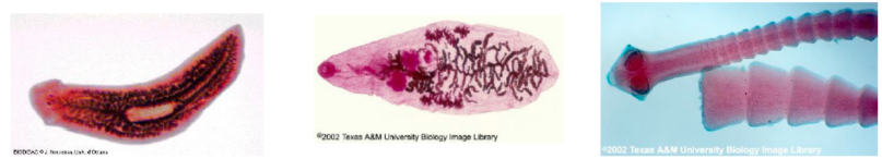 <p><span style="background-color: transparent;">Be able to identify and describe the function of the following structures:&nbsp;</span></p><p><span data-name="black_small_square" data-type="emoji">▪</span><span style="background-color: transparent; font-family: "Noto Sans Symbols", sans-serif;"> </span><span style="background-color: transparent;">Eye spots/ocelli&nbsp;</span></p><p><span data-name="black_small_square" data-type="emoji">▪</span><span style="background-color: transparent; font-family: "Noto Sans Symbols", sans-serif;"> </span><span style="background-color: transparent;">Auricles&nbsp;</span></p><p><span data-name="black_small_square" data-type="emoji">▪</span><span style="background-color: transparent; font-family: "Noto Sans Symbols", sans-serif;"> </span><span style="background-color: transparent;">Pharynx&nbsp;</span></p><p><span data-name="black_small_square" data-type="emoji">▪</span><span style="background-color: transparent; font-family: "Noto Sans Symbols", sans-serif;"> </span><span style="background-color: transparent;">Incomplete gut&nbsp;</span></p><p><span style="background-color: transparent;">What other unique features do these organisms have?</span></p>