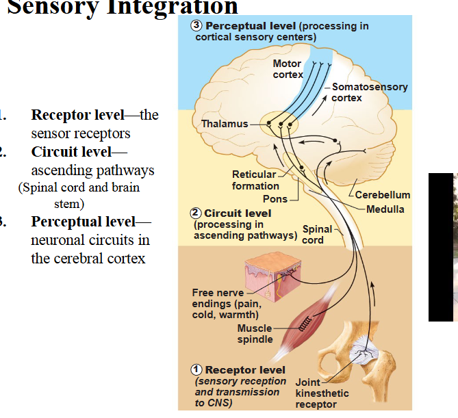<p>Receptor level, circuit level, perceptual level</p>