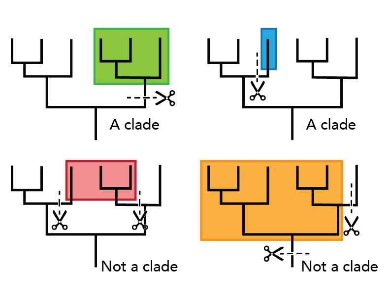 <p>branch on the phylogenetic tree</p>