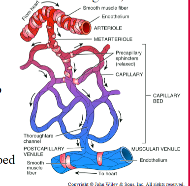 <p>Vessel Structure and Function</p>