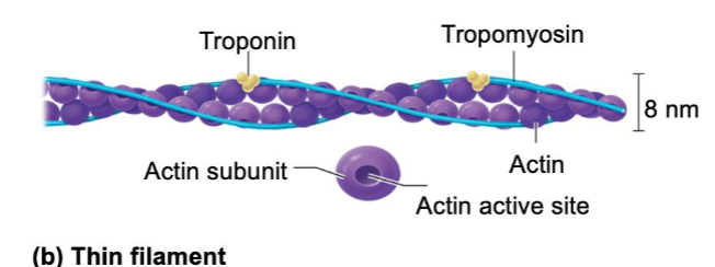 <p>Thin filaments</p>