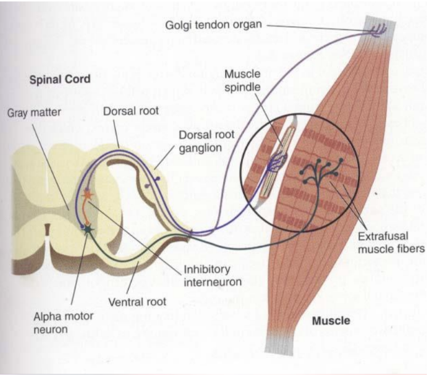 <ul><li><p><span style="background-color: transparent;">Monitors changes in muscle tension</span></p></li><li><p><span style="background-color: transparent;">Acts as a “BRAKE” against excessively vigorous contraction</span></p><ul><li><p><span style="background-color: transparent;">Located at muscle fiber-tendon connection.</span></p></li></ul></li></ul><p></p>