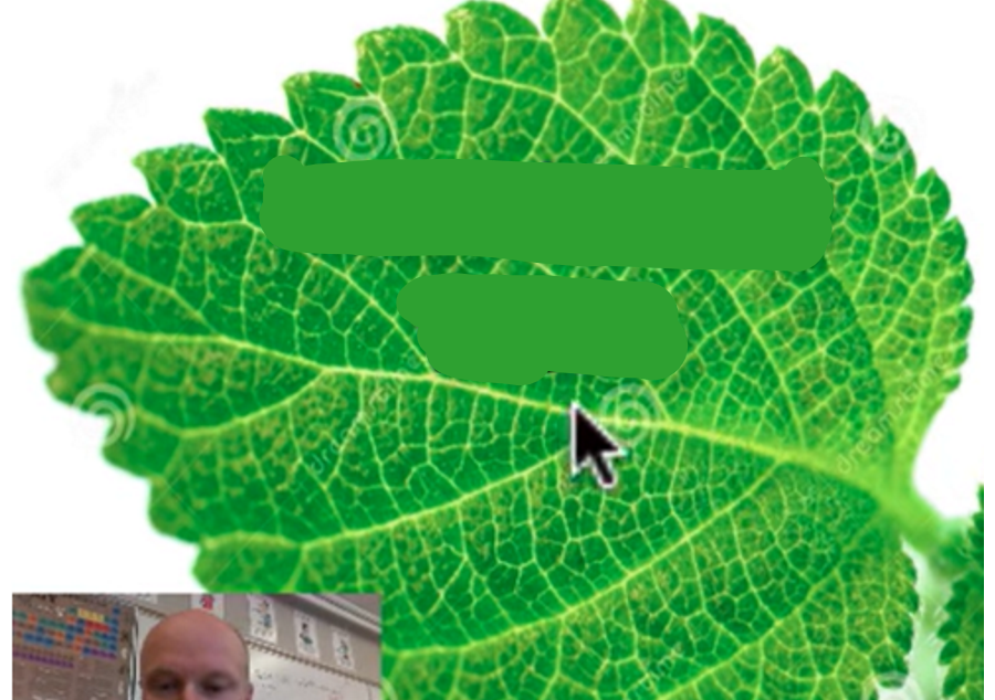 <p>main vein that branches off to the side veins and each vein gets smaller feeding into each and every cell of the leaf</p>