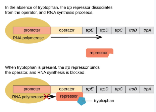 <p>On → Off</p><p>Negative Control</p><p>When the end product is present, transcription is repressed (turned off) to allocate resources to other uses. Usually functions in anabolic pathways.</p>
