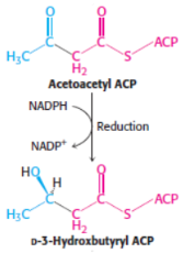 <p>3rd step of fatty acid synthesis</p>