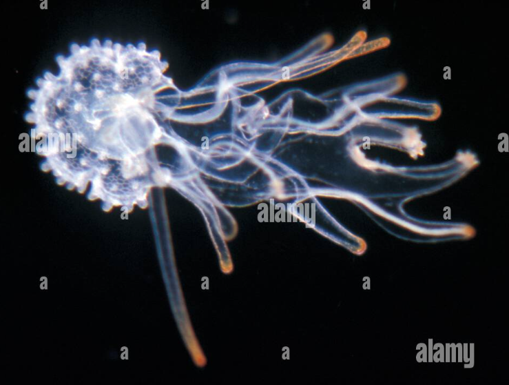 <p>second larval stage in starfish (Asteroidea) that develop from bipinnaria to become bottom-dwelling</p>