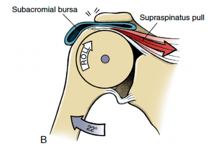 <p>no muscle is creating inferior slide → causes closure of subacromial space </p>