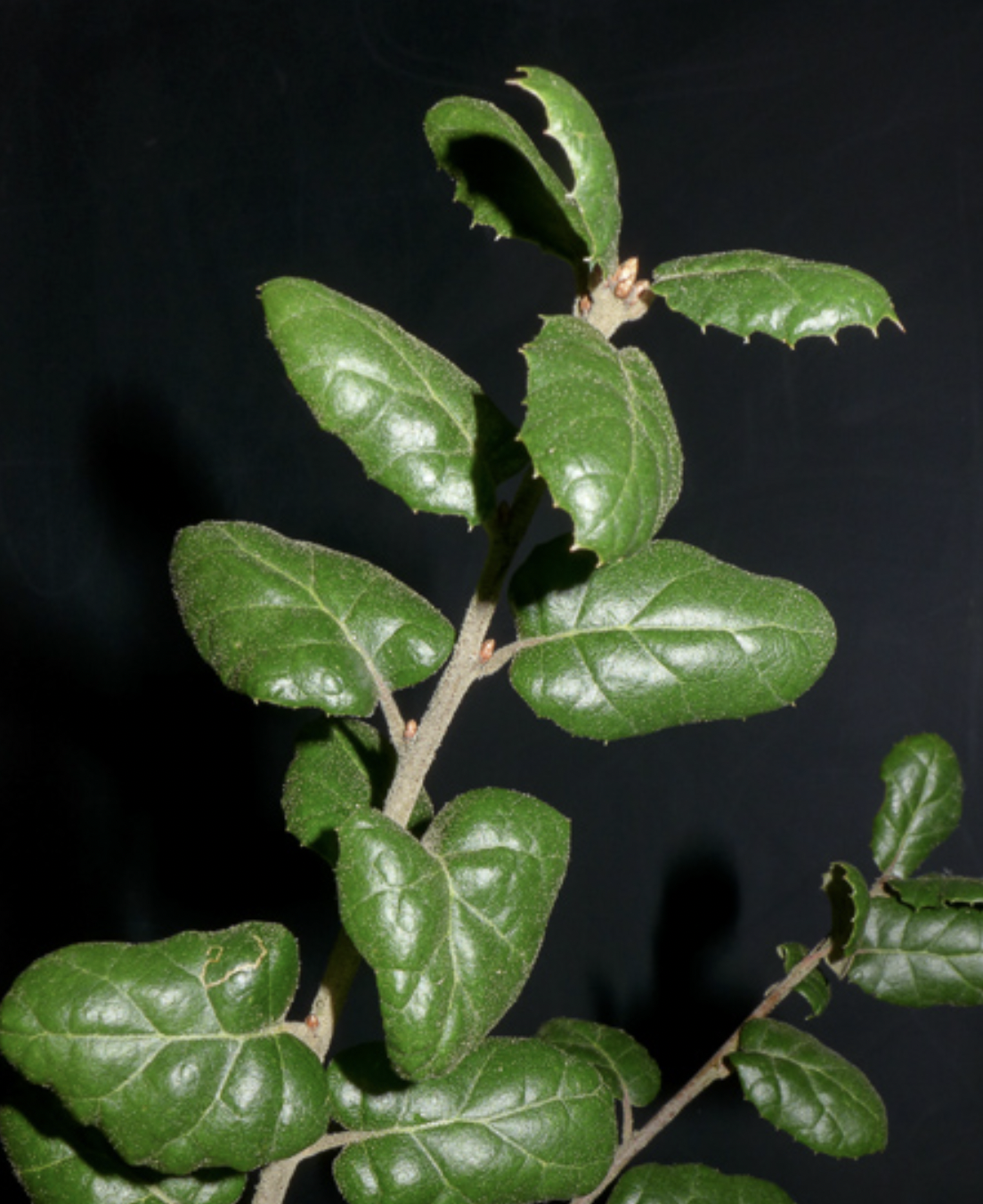 <p>Quercus agrifolia</p>