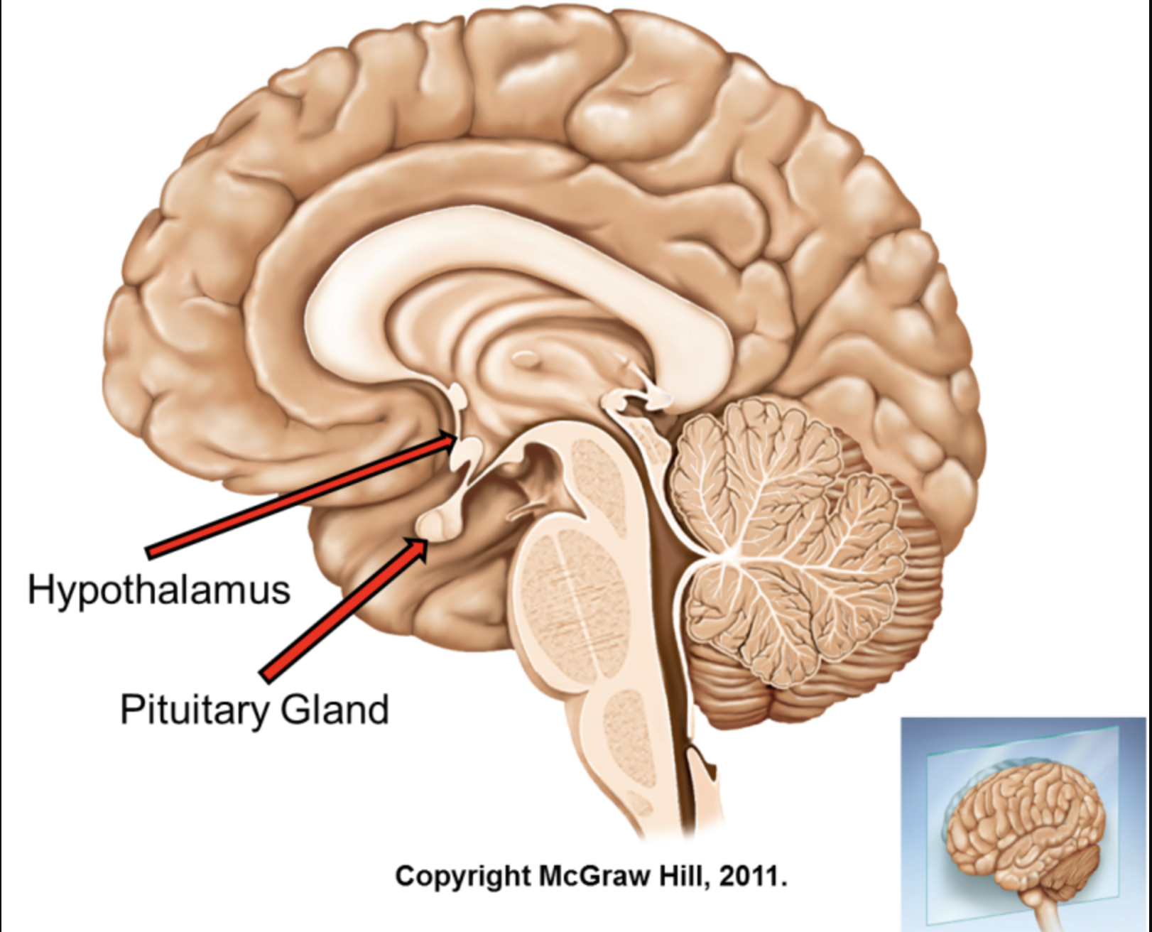 <p>Hypothalamus</p>