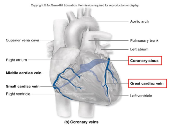 <p>Returns deoxygenated blood from the myocardium to the right atrium</p><ul><li><p>Main veins converge into the coronary sinus (largest cardiac vein)</p></li><li><p>runs posteriorly in the coronary sulcus between the left atrium and ventricle. </p></li></ul><p></p>