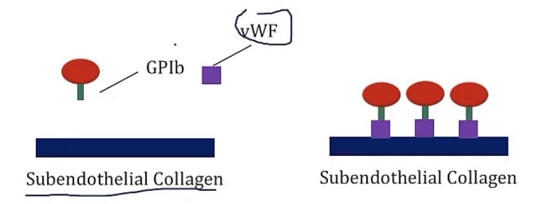 <p>-megakaryocytes</p><p>-weibel-palade bodies; alpha granules</p><p>-8</p><p>-platelets to damaged endothelium; GP1b</p>