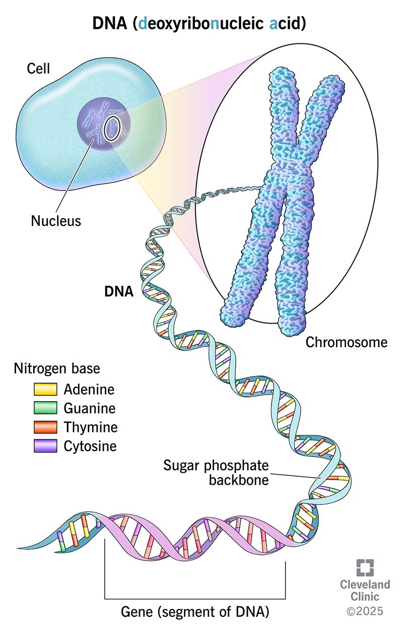 <p>It stores hereditary instructions used to make proteins.</p><p></p>