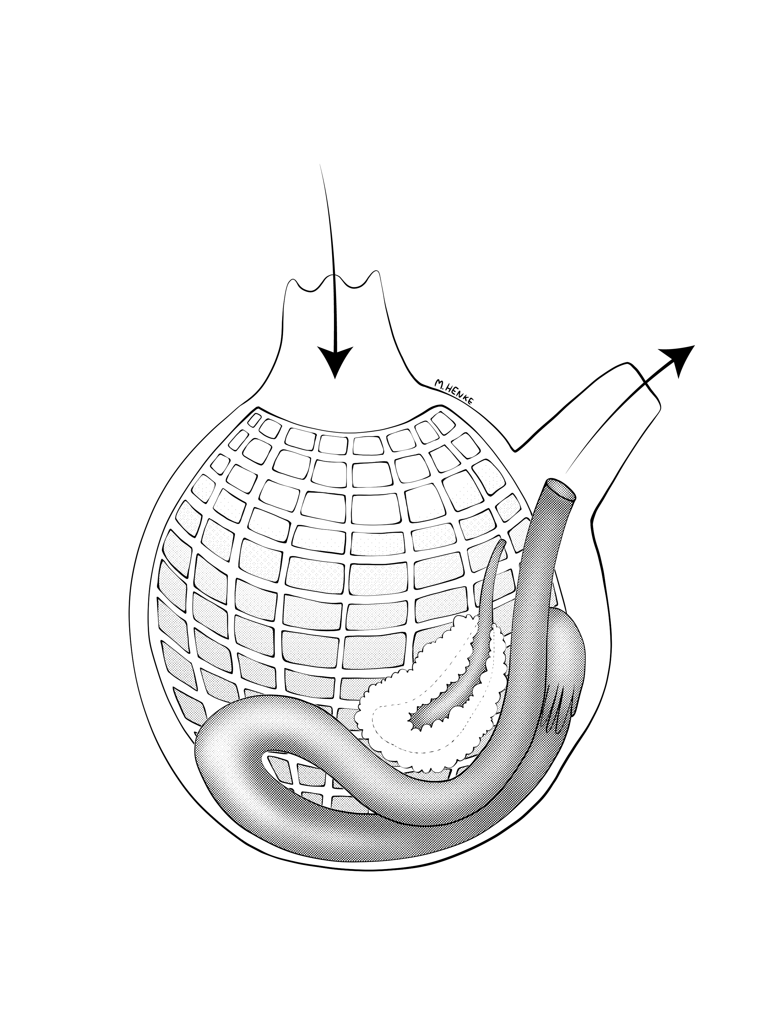 <p>What does the incurrent siphon do for Phylum Chordata, Subphylum Urochordata?</p>