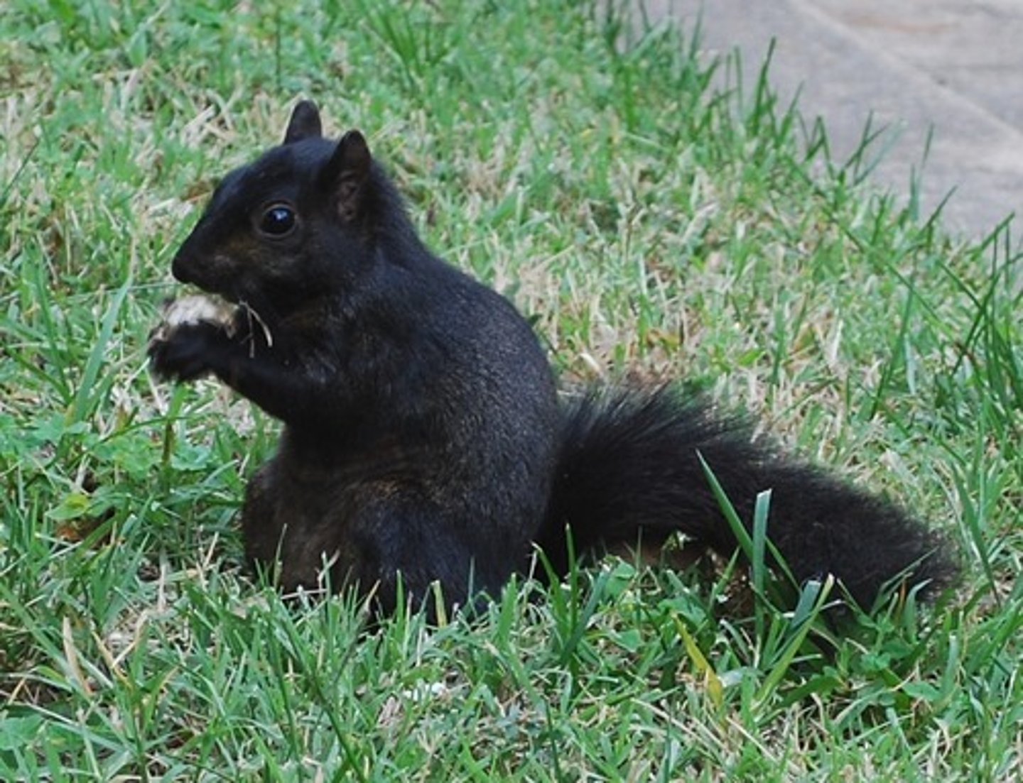 <p>negro</p>