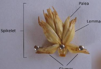 <p>how are the individual cones within the glumes called?</p>