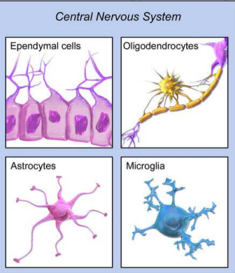 <ul><li><p><strong>Microglial</strong></p><ul><li><p>Immune cells in the brain</p><ul><li><p>Respond to pathogens/bacteria/damage in the environment</p></li></ul></li></ul></li><li><p><strong>Oligodendrocytes:</strong></p><ul><li><p>Produces/forms myelin sheaths for neurons in the CNS</p></li></ul></li><li><p><strong>Ependymal:</strong></p><ul><li><p>Secretes Cerebrospinal Fluid (CSF)</p><ul><li><p>CSF homeostasis</p></li></ul></li><li><p>Cleaning of waste in brain</p></li></ul></li><li><p><strong>Astrocytes:</strong></p><ul><li><p>Provide nutrients to neurons for growth and protection</p></li><li><p>Essential for formation/maintenance of the <strong><em>Blood Brain Barrier (BBB)</em></strong></p><ul><li><p>BBB filters incoming material </p></li></ul></li></ul></li></ul><p></p>