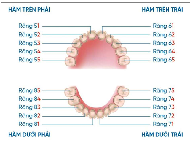 <p>Công thức: <strong>Mã số cung hàm + Số thứ tự răng</strong>. (Lưu ý: Các số được phát âm riêng biệt).</p><p>• <strong>Mã số cung hàm (Số đầu tiên):</strong> Đánh từ <strong>5 đến 8</strong> theo chiều kim đồng hồ.</p><p>• <strong>5:</strong> Hàm trên bên phải.</p><p>• <strong>6:</strong> Hàm trên bên trái.</p><p>• <strong>7:</strong> Hàm dưới bên trái.</p><p>• <strong>8:</strong> Hàm dưới bên phải.</p><p>• <strong>Số thứ tự răng (Số thứ hai):</strong> Đánh số từ <strong>1 đến 5</strong> tính từ đường giữa ra sau.</p><p>• Ví dụ: Răng 51 (Răng cửa giữa hàm trên bên phải), Răng 85 (Răng cối sữa thứ hai hàm dưới bên phải).</p><p></p>