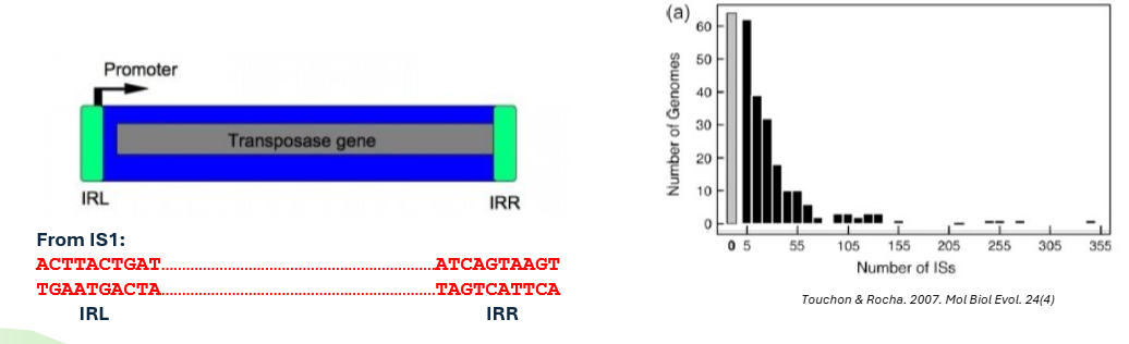 <p>Insertion sequences</p>