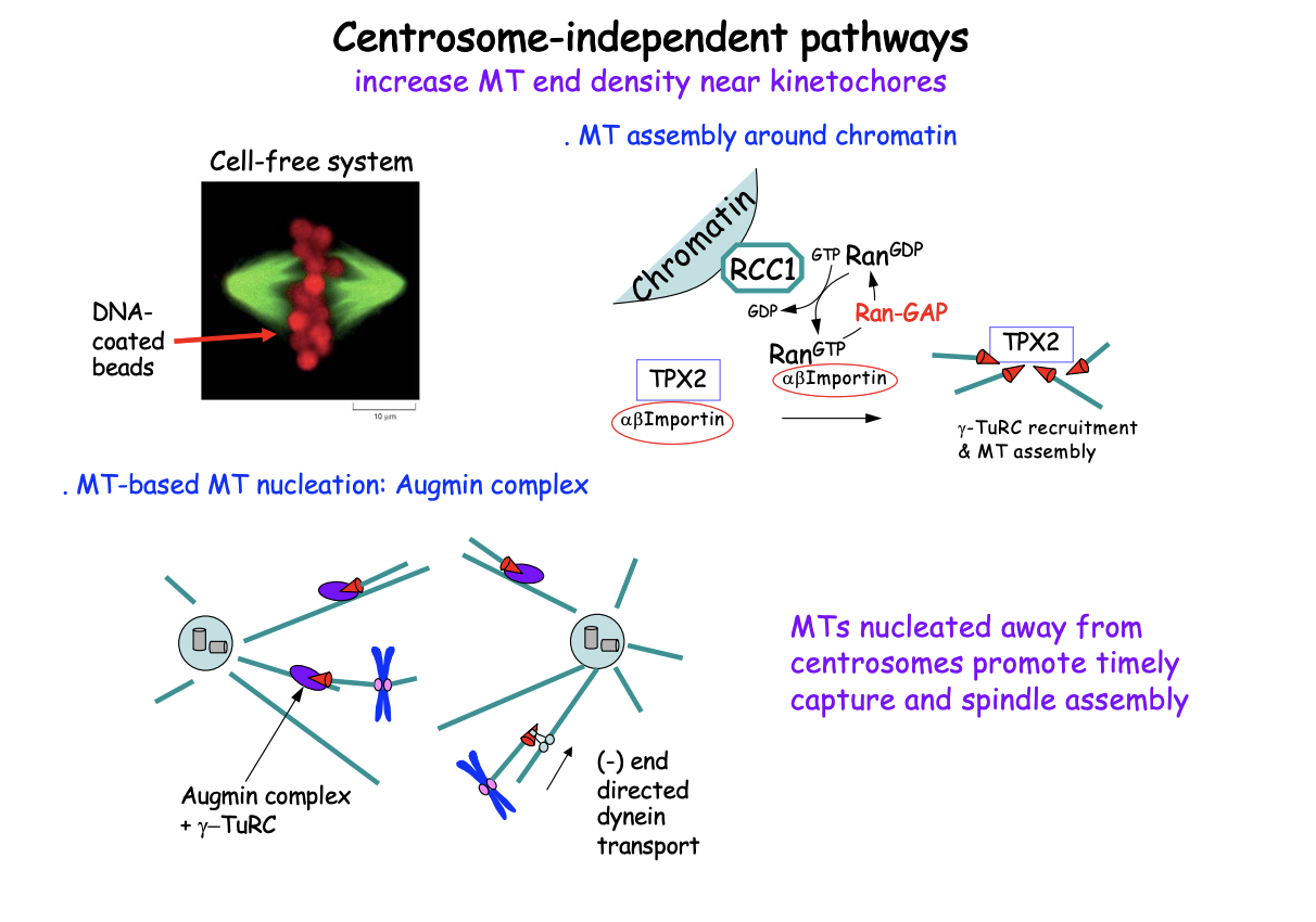 <ul><li><p>may be another mechanism for initiating kinetochore capture</p></li><li><p>through non-centrosomal MTs that join the spindle ensemble via dynein-mediated transport or interactions with other cross linkers</p></li></ul><p></p>
