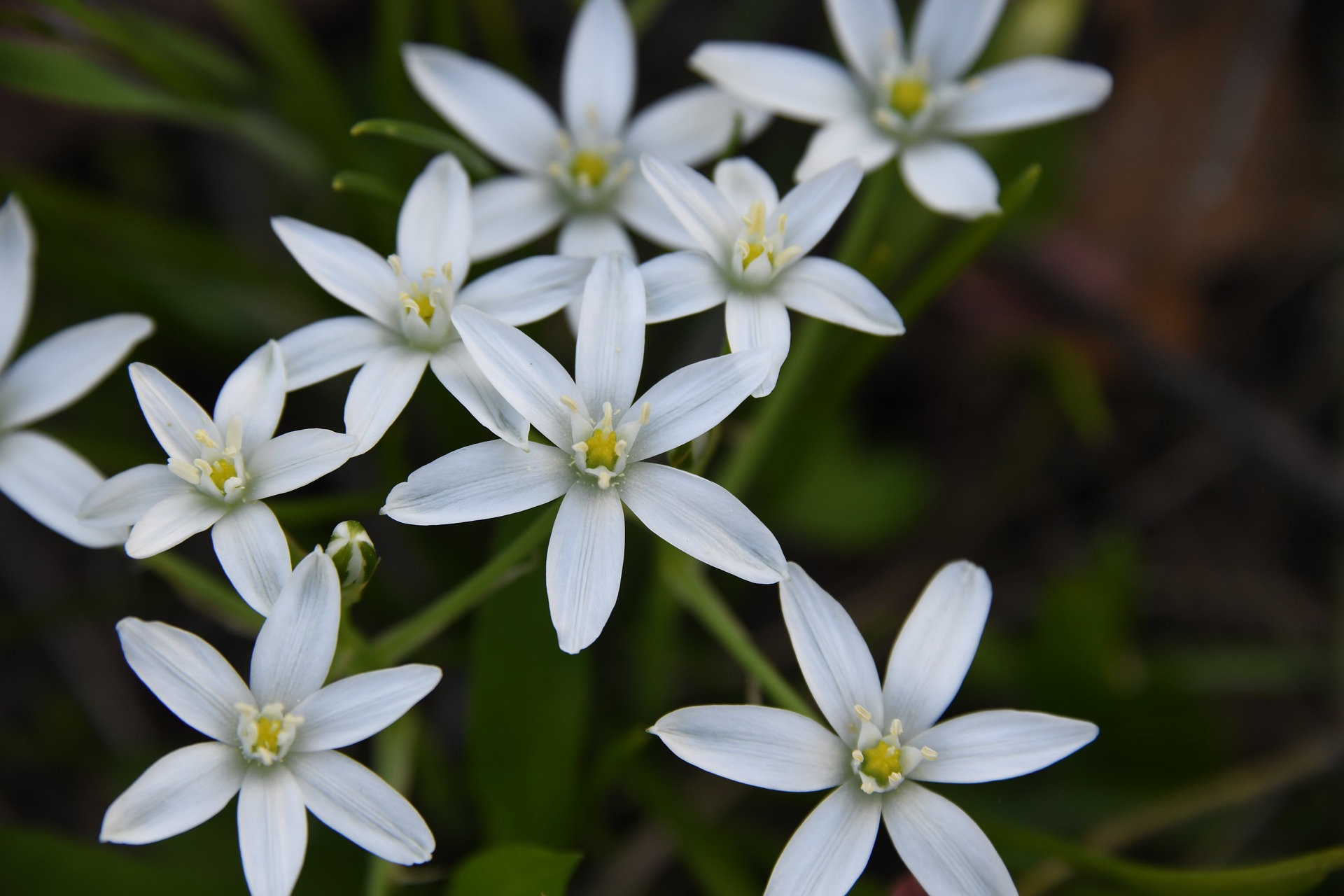 <p>Ornithogalum</p>