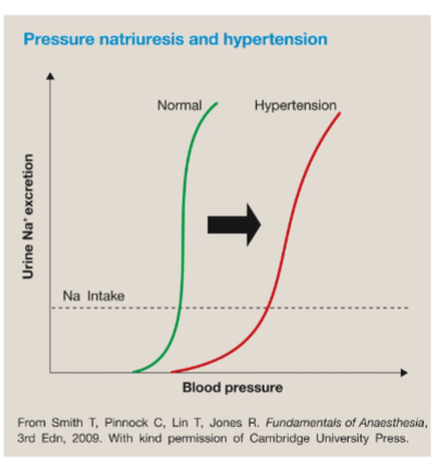 <ol><li><p>baroreceptors reset to higher BP (they would only bring it back to the HTN “normal” BP)</p></li><li><p>RAAS is overactivated due to artery thickness and stiffness (due to low pressure in kidney renin thinks person has low BP)</p></li><li><p>pressure natruiresis (kidney) shifts right</p></li></ol><p></p>