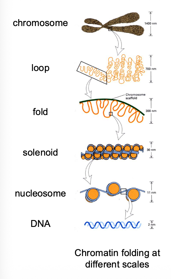 <p>In the mammalian nucleus chromatin folds and loops to form discrete chromosome territories</p><p class="p1">CTs are polarised so that euchromatin and heterochromatin occupy discrete zones</p><p class="p1">• Stretches of the genome can be gene-rich or gene-poor</p><p class="p1">• Different chromatin domains fold into distinct ~1 Mbp DNA foci</p><p class="p1">• Active and inactive higher-order domains are also separated</p>
