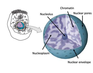 <p>barrier of the nucleus </p>