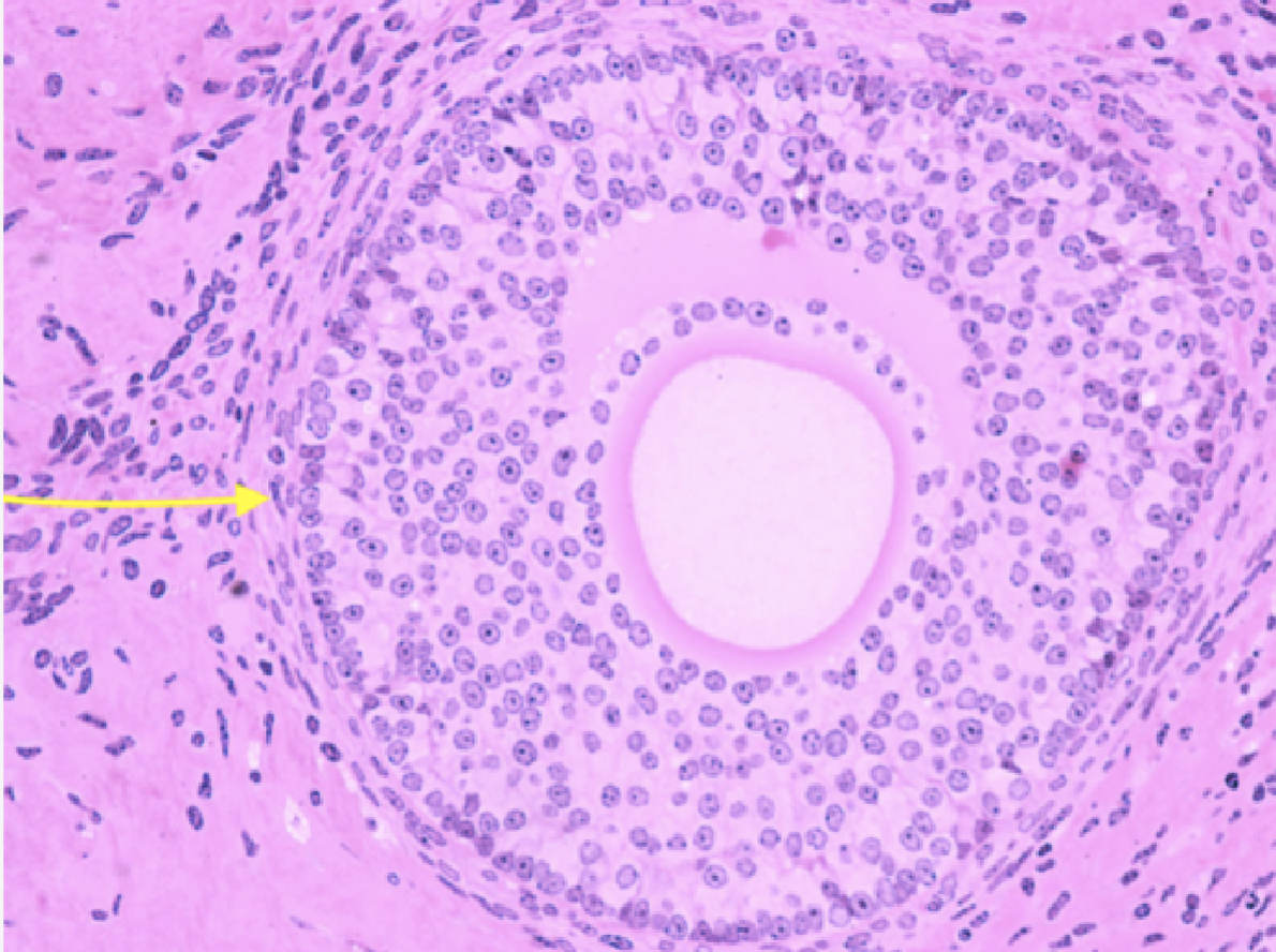 <p>Identify the layer</p>