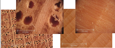 <p>Vessels vs. Tracheids (Tracheary elements of the xylem) Angiosperms vs Gymnosperms?</p>