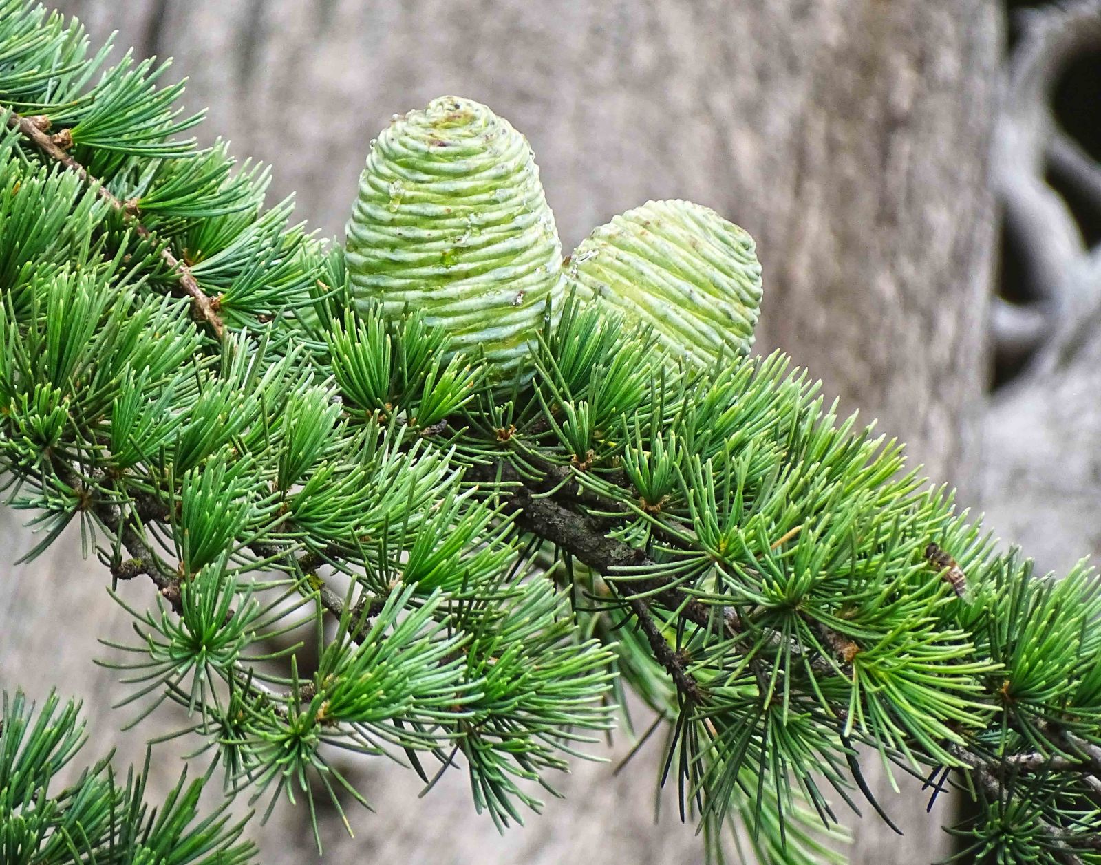 <p>Graceful pyramidal shape with weeping branches and drooping leader. 1-2” long needles, soft, light green to glaucous blue-green. Upright barrel shaped cones. </p>