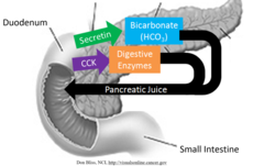 <p>pancreas</p>