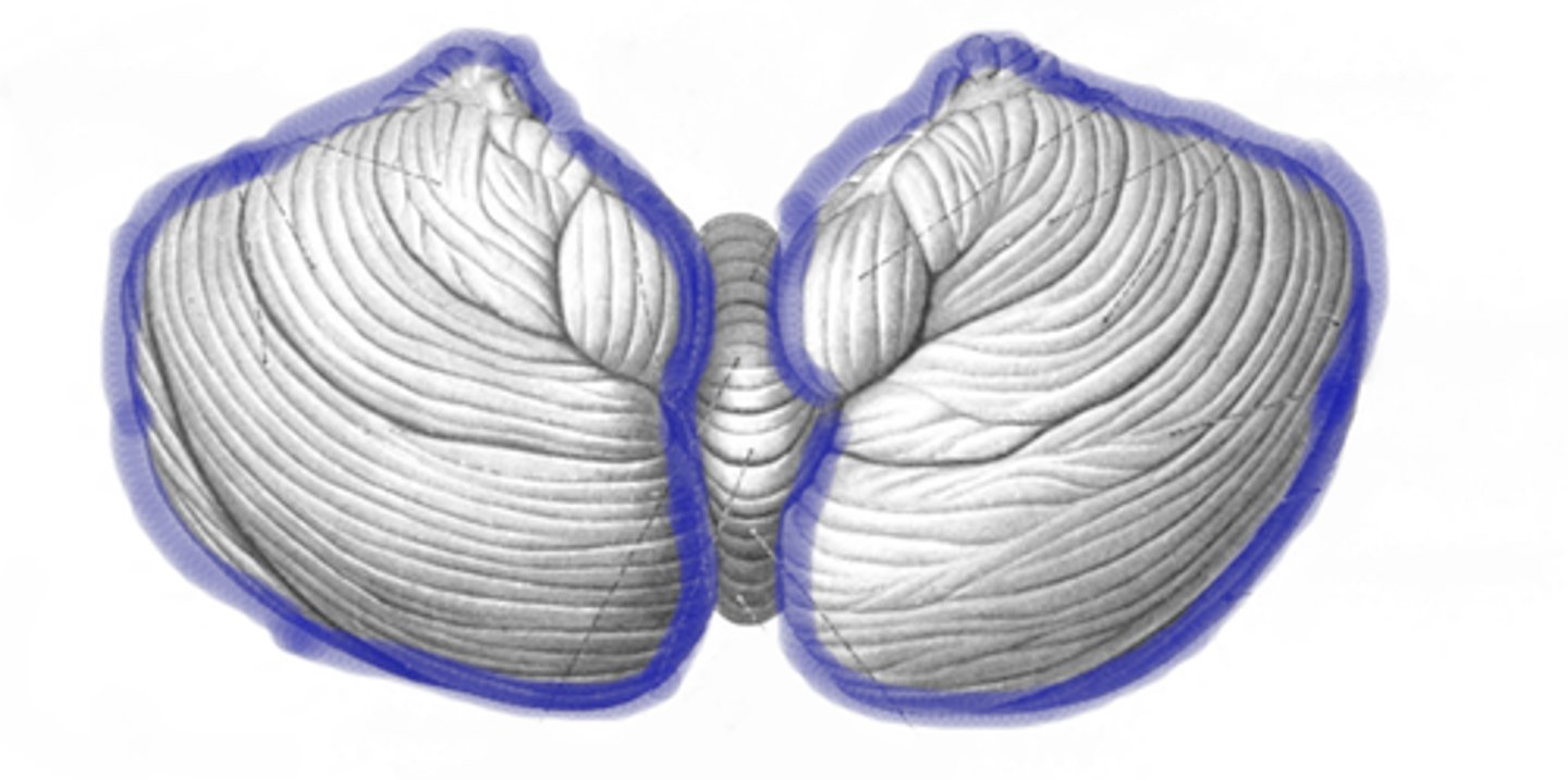 <p>There are 2 of them with a central area.</p>