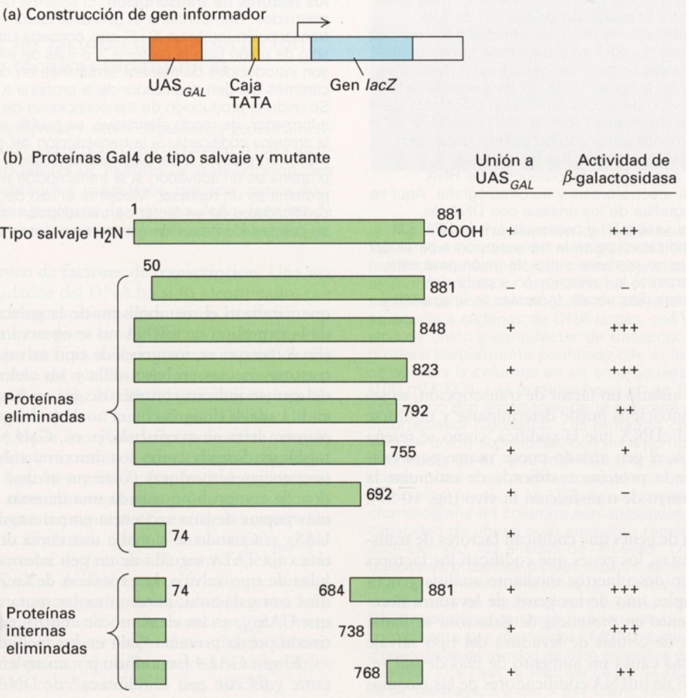 <p><span>En este ensayo, el factor de transcripción tiene un dominio...</span></p>