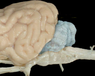 <p>• Caudal to the cerebrum</p><p>• Looks like a minibrain </p><p>• Responsible for: </p><p>• Coordinating movements</p><p> • Balance</p><p> • Posture </p><p>• Complex reflexes</p>