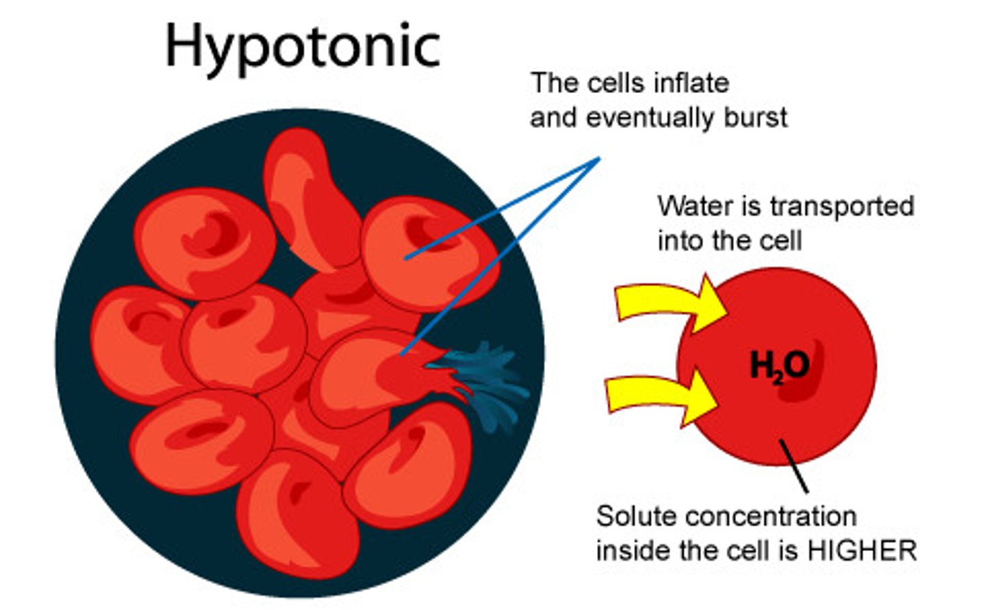<p>Solute concentration is less than that inside the cell; cell gains water/swells &amp; may burst</p>
