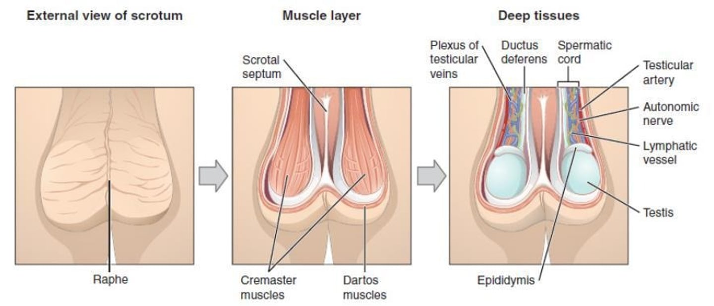 <p>The scrotum holds the testes outside the body to maintain a temperature 2-4°C lower than body temperature, which is necessary for sperm survival.</p>