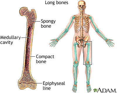 <ul><li><p>cylindrical in shape (longer rather than wide)</p></li><li><p>located in the arm, forearm, thigh, lower leg, palms, soles, fingers, toes</p></li><li><p><strong>femur</strong>: largest/heaviest bone in body</p></li><li><p>ex: humerus, tibia/fibia, radius, ulna, clavicle, phalanges</p></li></ul><p></p>