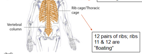 <p>rib cage~ major bones</p>