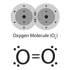 <p>two pairs of shared electrons</p>