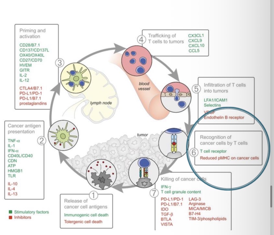 <p><span><span> Suaktyvintos T ląstelės prisijungia prie vėžinių ląstelių.</span></span></p><p><span><span> T ląstelės geba atpažinti vėžines ląsteles kaip svetimas pagal anksčiau išskirtus antigenus, konkrečiai prisijungdamos prie vėžinių ląstelių dėl T ląstelių receptoriaus ir jam giminingo antigeno, prisijungusio prie MHC-I, sąveikos vėžinių ląstelių paviršiuje.</span></span></p><p><span><span> MHC I trūkumas slopina šį procesą.</span></span></p>