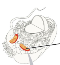 <p>Name that Animal Cell part</p>