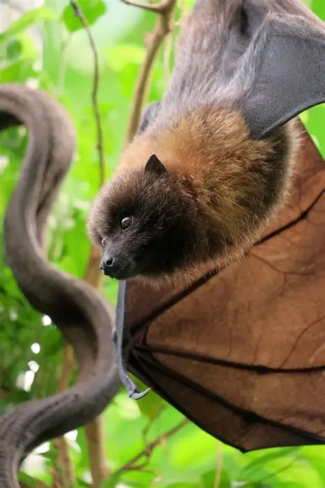 <p>Common Name: Rodrigues Fruit Bat</p><p>Order: Chiroptera</p><p>Family: Pteropodidae</p>