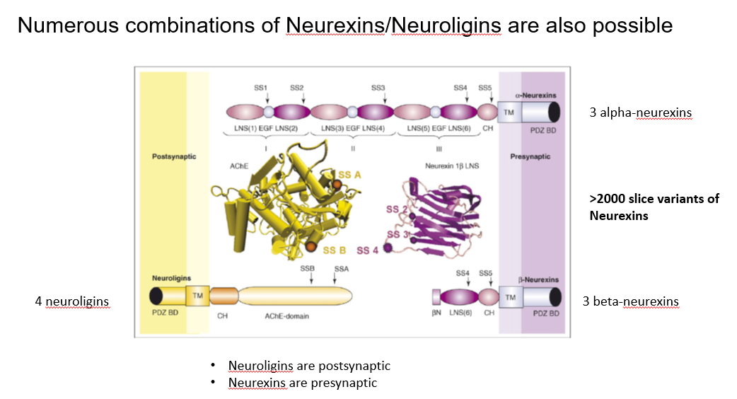 <p>They are inductive</p><p></p><p>Great diversity of types even within alpha and beta. OVER 2000</p><p></p><p>Neuroligins grab onto PSD-95 to aid accumulation of receptors and other synaptic proteins </p><p></p><p></p><p></p><p>AMPA and TARP bind into PDZ 1 and 2 and Neuroligin into PDZ 3</p><img src="https://assets.knowt.com/user-attachments/7a557d47-7f91-4a89-a270-bc890d0a62d5.png" data-width="100%" data-align="center"><p></p>