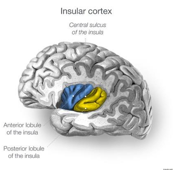 <p>anterior insula </p>