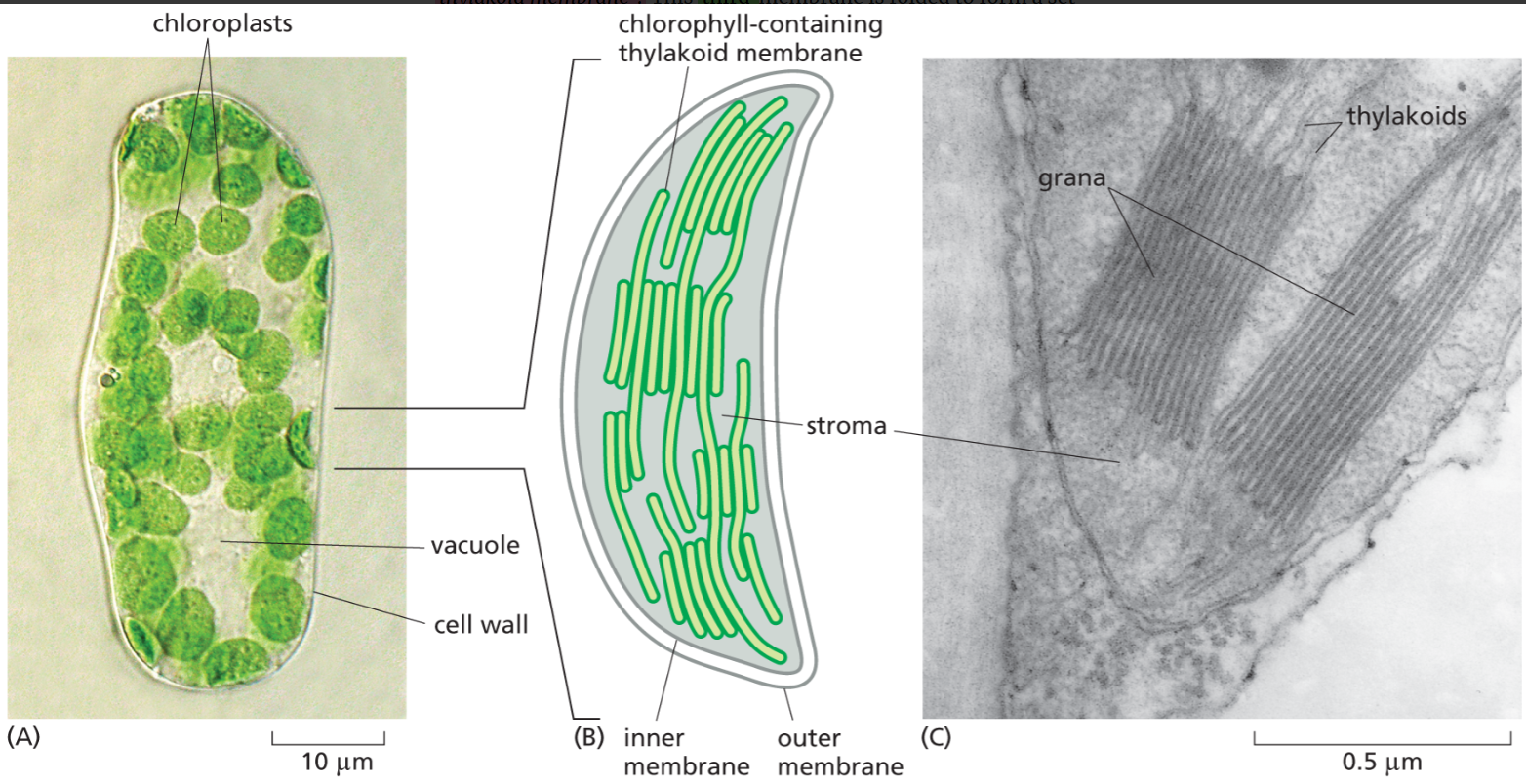 <p>since a chloroplasts innner membrane cant have ETC, this thylakoid membrane contains:</p><ul><li><p>light-capturing systems </p></li><li><p>electron transport chain</p></li><li><p>ATP synthase</p></li></ul><p>it is the 3rd membrane of a chloroplast which is folded to form <strong>thylakoids</strong>.</p>