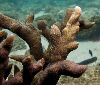 <p>Branching coral form featuring pinprick corallites, coenosteum, verrucae, and hydnophores without corallites.</p>