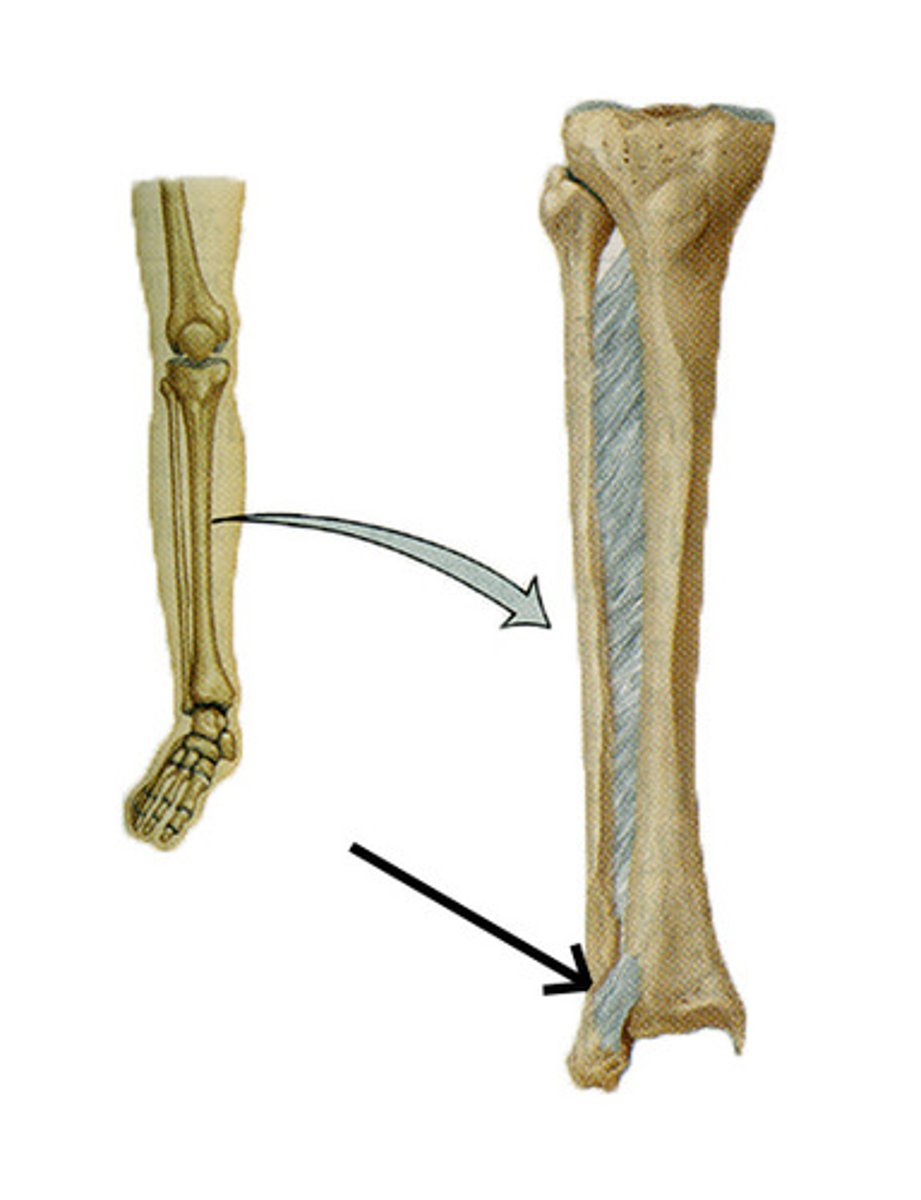 <p>a fibrous joint at which two bones are bound by long collagen fibers</p>